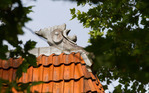 De haan op het oostelijke blok.
              <br/>
              Marcel Westhoff, juli 2017